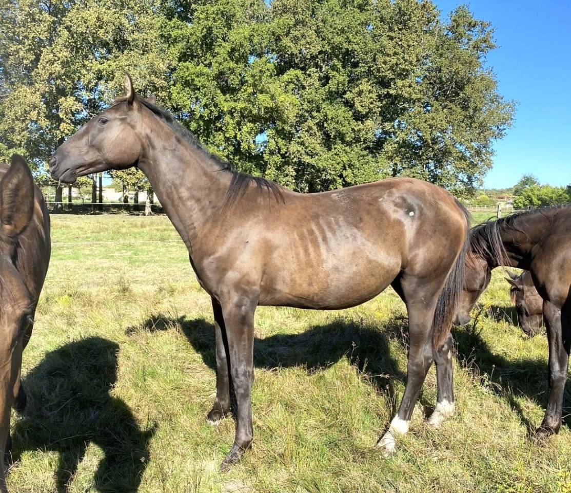 Yegua Silla Francés En venta 2023 Bayo por ULHAN DU TEMPLE