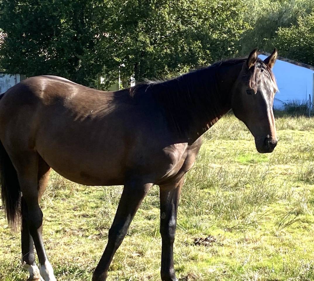 Yegua Silla Francés En venta 2023 Bayo por ULHAN DU TEMPLE