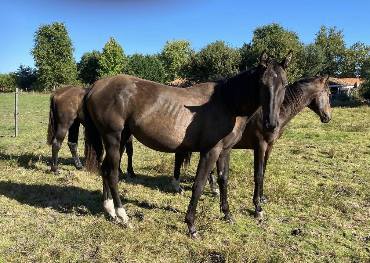 Yegua Silla Francés En venta 2023 Bayo por ULHAN DU TEMPLE