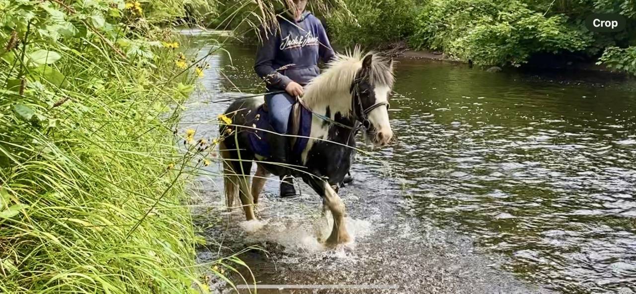 Caballo castrado Origen No Constatado En venta 2015 Pío