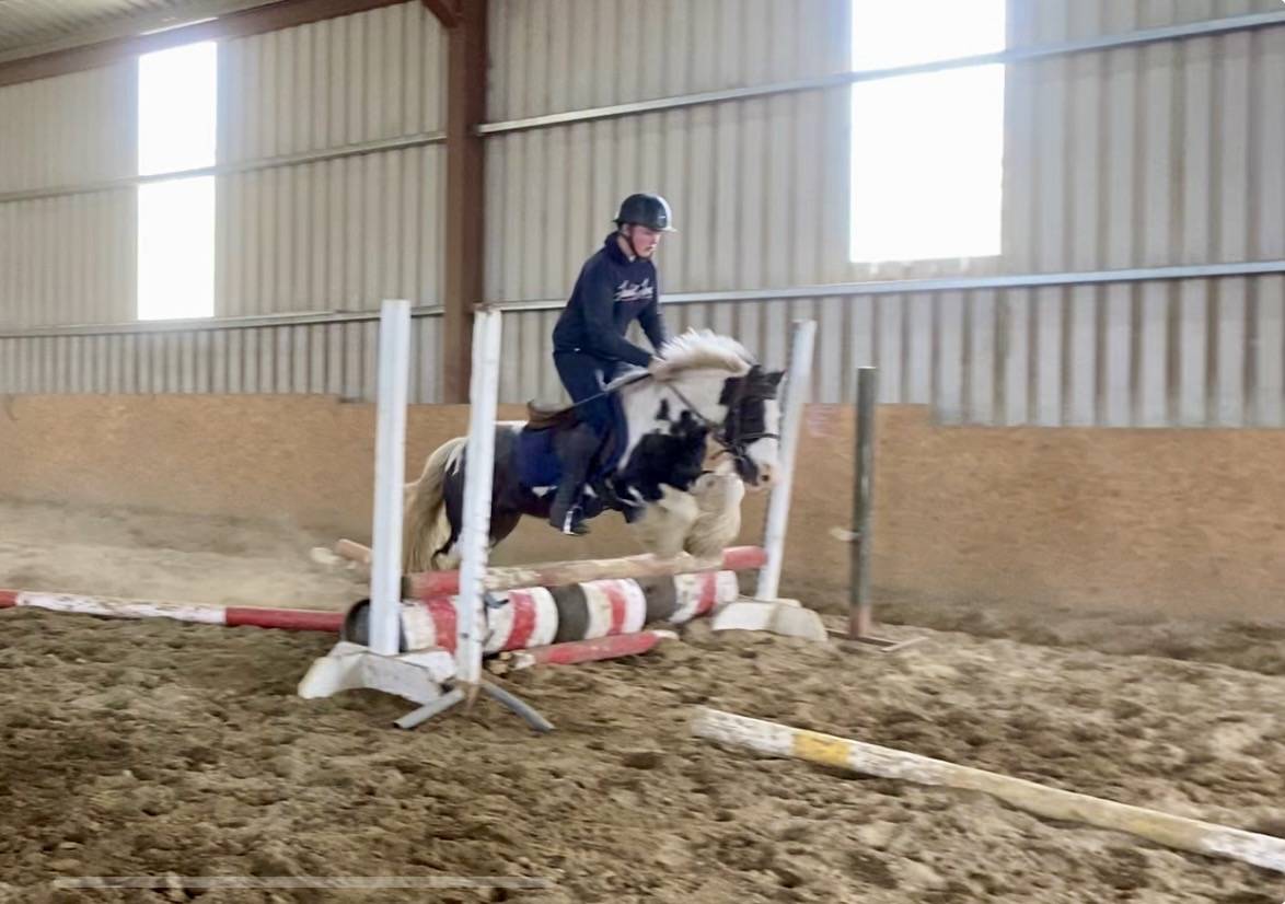 Caballo castrado Origen No Constatado En venta 2015 Pío