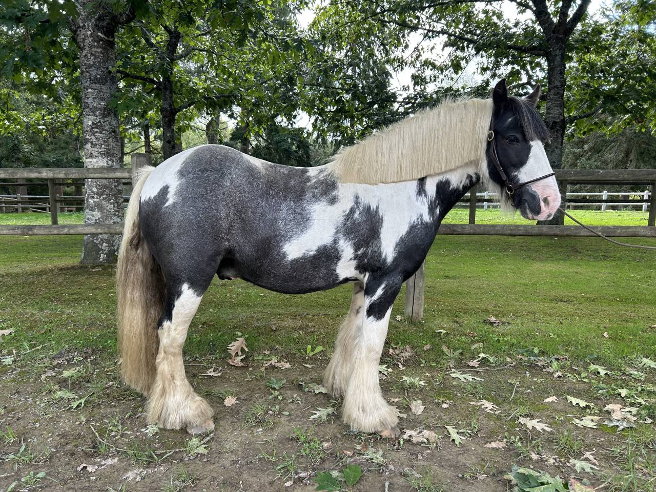 Caballo castrado Origen No Constatado En venta 2015 Pío