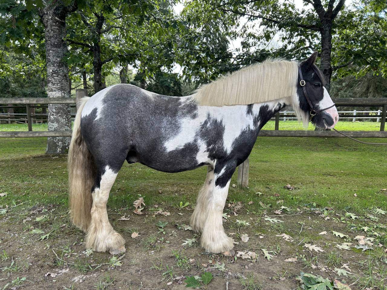 Caballo castrado Origen No Constatado En venta 2015 Pío