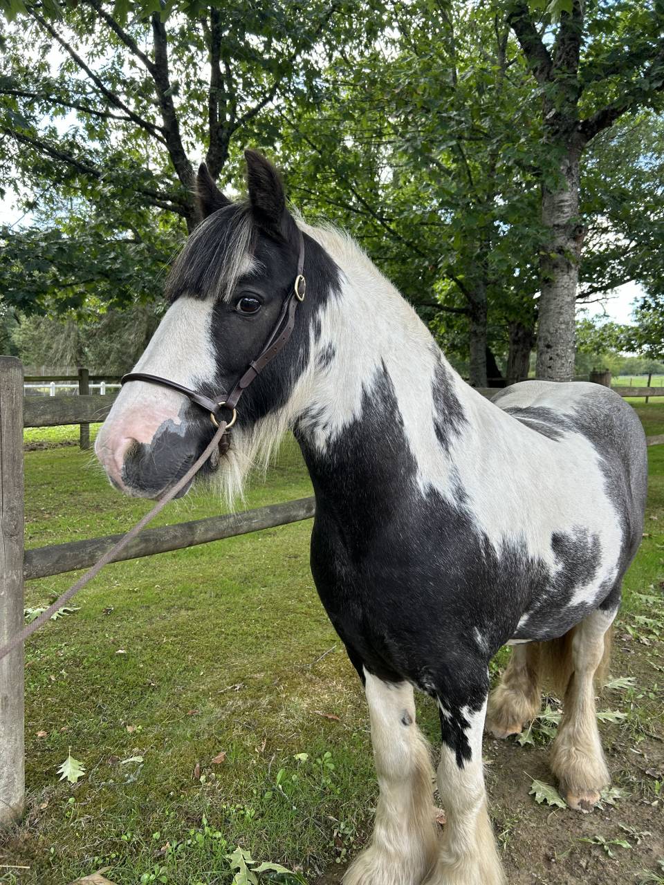 Caballo castrado Origen No Constatado En venta 2015 Pío