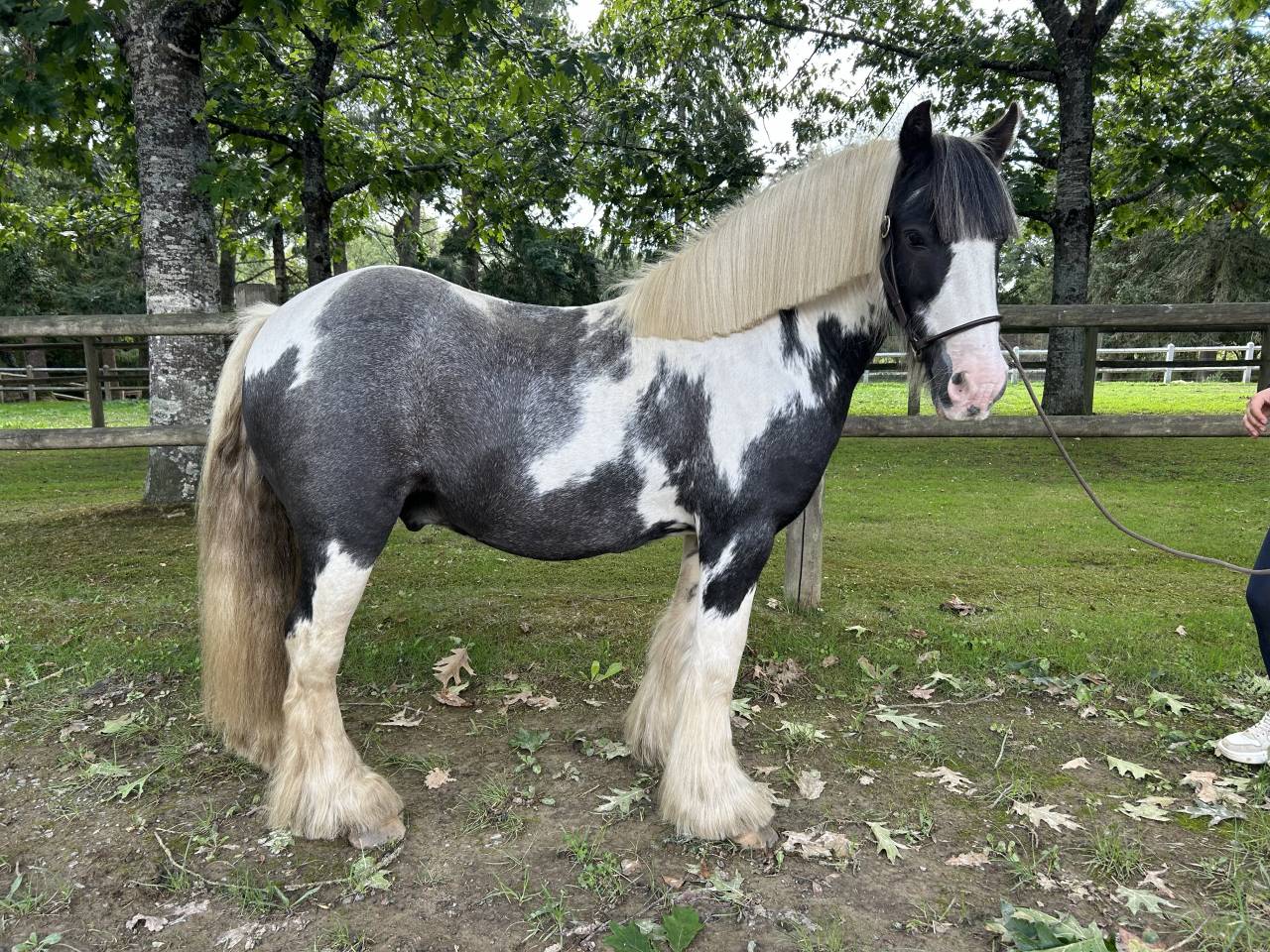 Caballo castrado Origen No Constatado En venta 2015 Pío