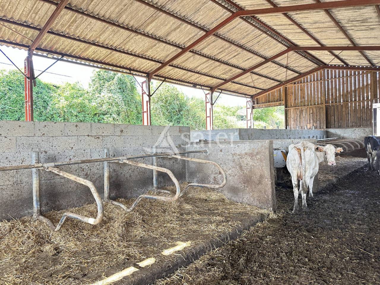 Explotación lechera En venta Charente