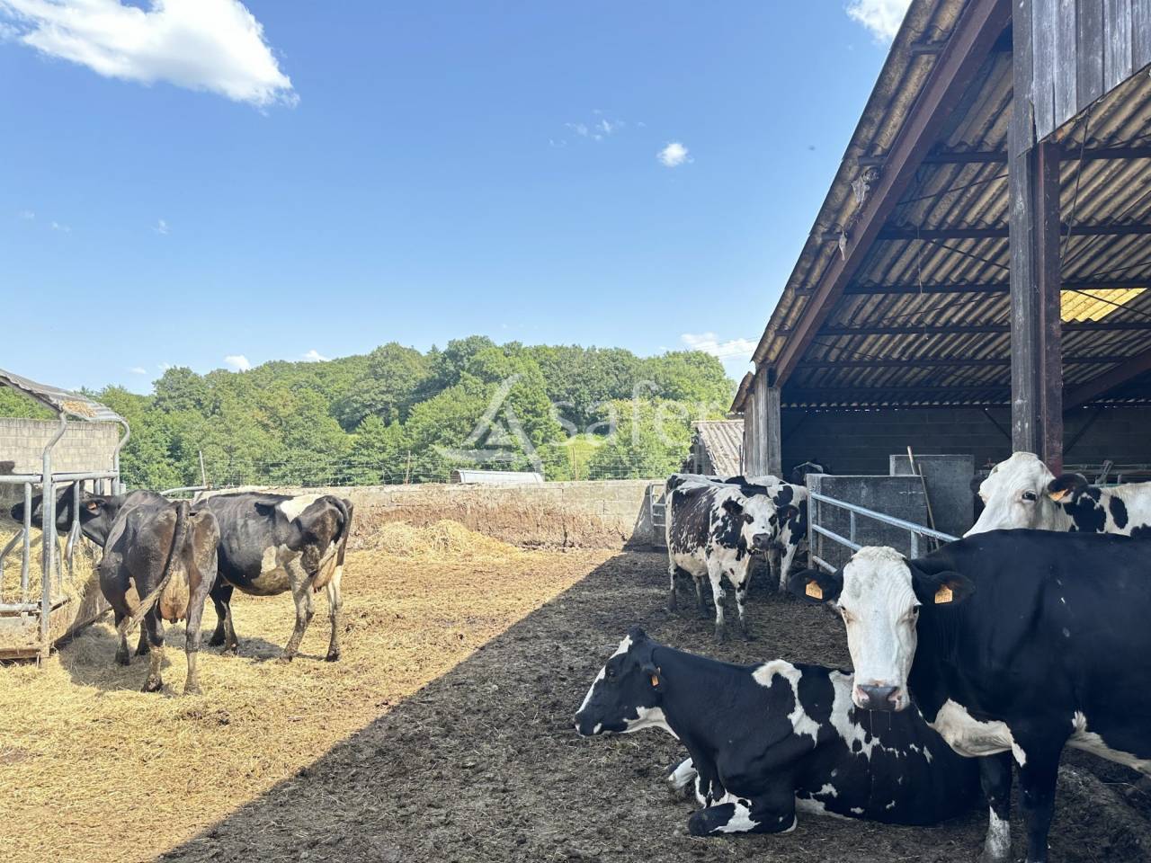 Explotación lechera En venta Charente