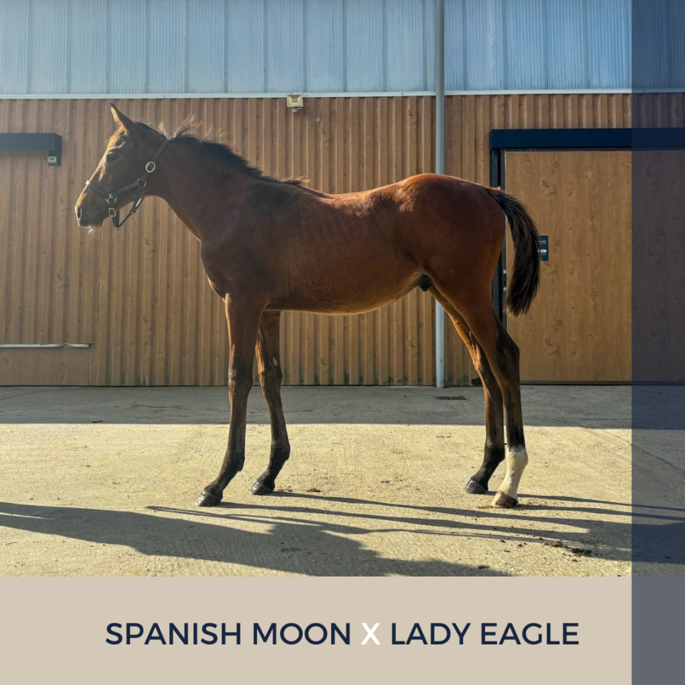 Potro Pura Sangre En venta 2024 Bayo por Spanish Moon