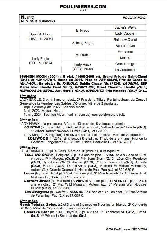 Potro Pura Sangre En venta 2024 Bayo por Spanish Moon