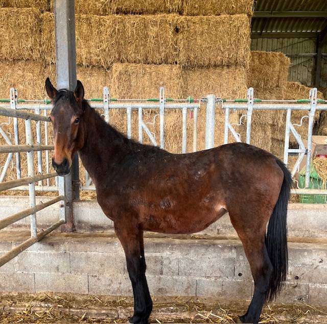 Caballo castrado Silla Francés En venta 2023 Bayo por ROY DE LA VALLEE