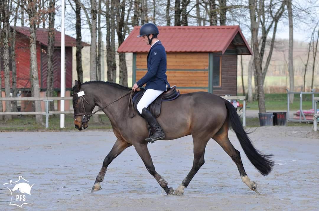 Vlashorst Arbalou - New Forest 2009 por Niloway Arbalou