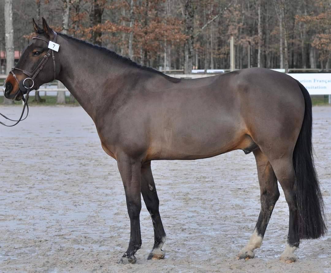 Vlashorst Arbalou - New Forest 2009 por Niloway Arbalou