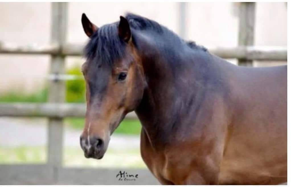 Vlashorst Arbalou - New Forest 2009 por Niloway Arbalou