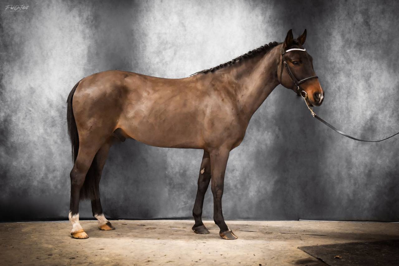 Vlashorst Arbalou - New Forest 2009 por Niloway Arbalou