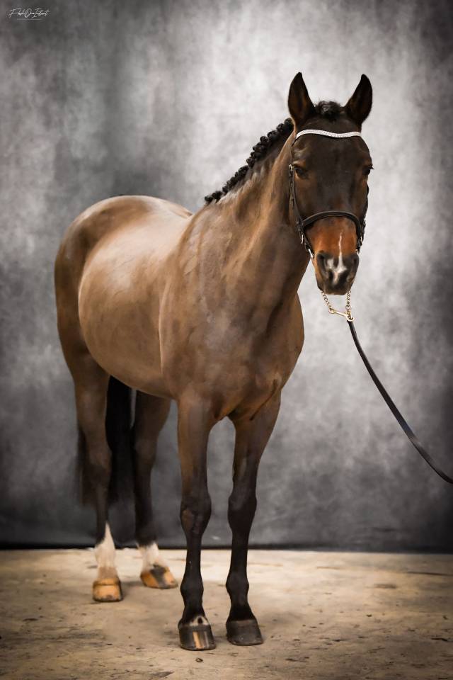 Vlashorst Arbalou - New Forest 2009 por Niloway Arbalou