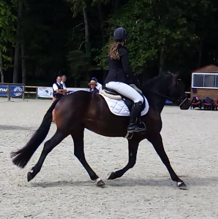 Logan du Poet  - New Forest 2021 por Birkilds Balboa dk