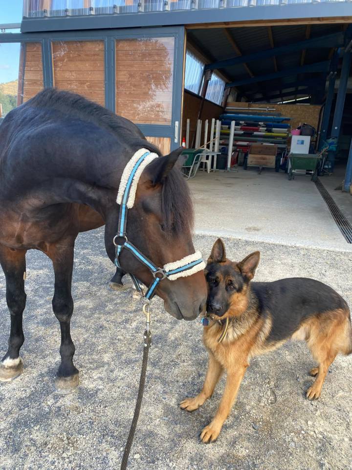 Logan du Poet  - New Forest 2021 por Birkilds Balboa dk