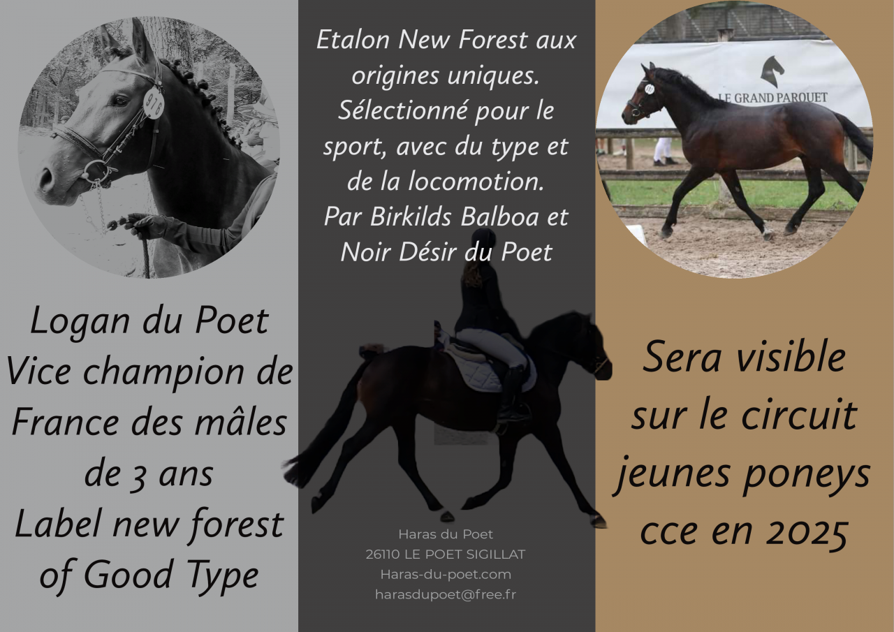 Logan du Poet  - New Forest 2021 por Birkilds Balboa dk