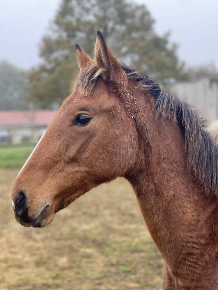 Yegua Zangersheide En venta 2024 Bayo por ALLROAD 2000 Z