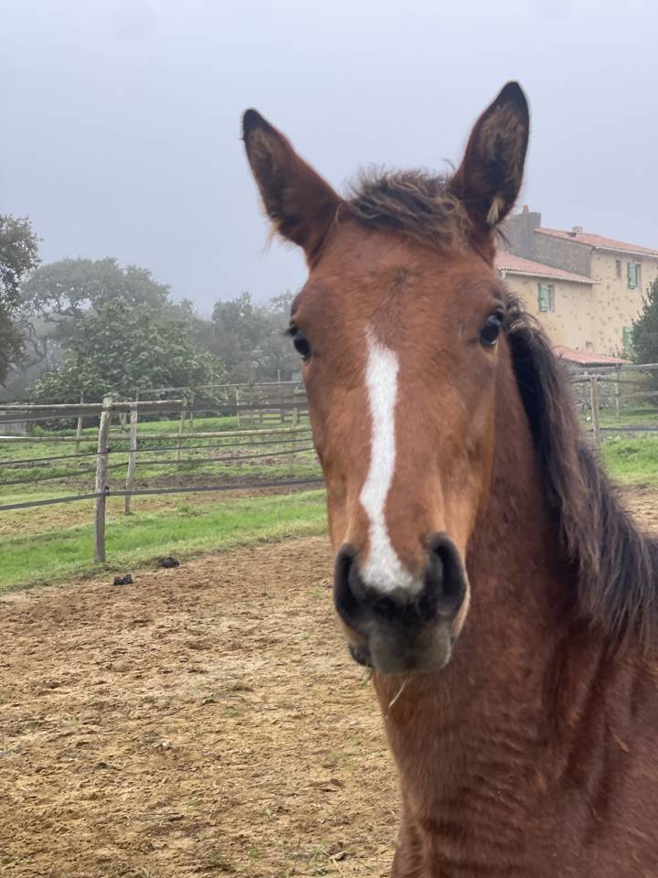 Yegua Zangersheide En venta 2024 Bayo por ALLROAD 2000 Z