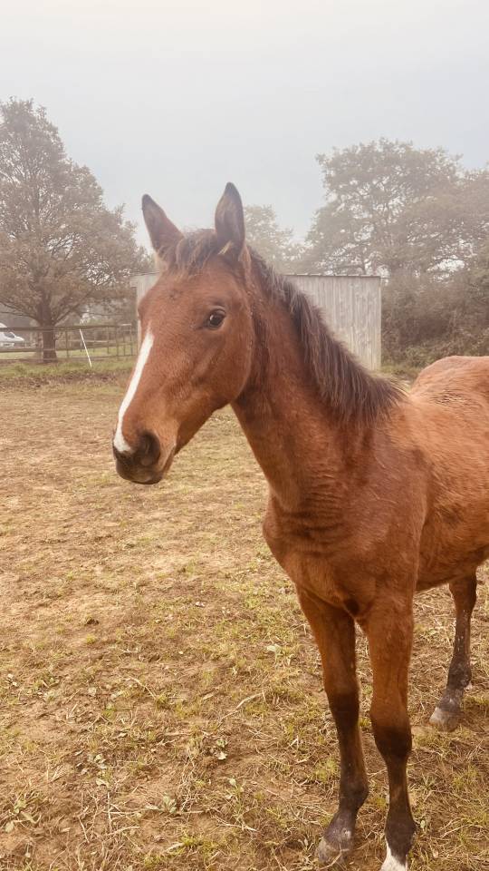 Yegua Zangersheide En venta 2024 Bayo por ALLROAD 2000 Z