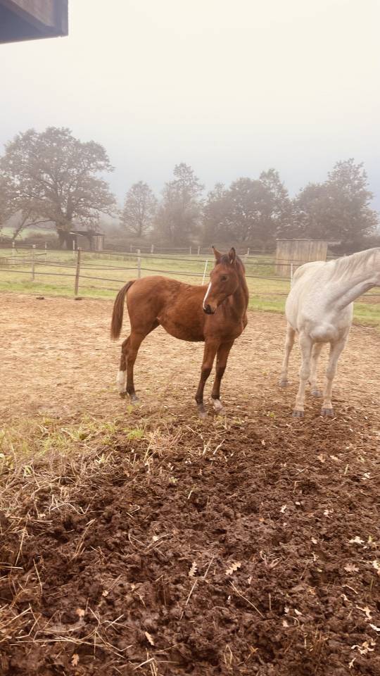Yegua Zangersheide En venta 2024 Bayo por ALLROAD 2000 Z