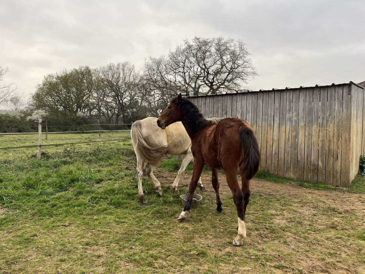 Yegua Zangersheide En venta 2024 Bayo por ALLROAD 2000 Z