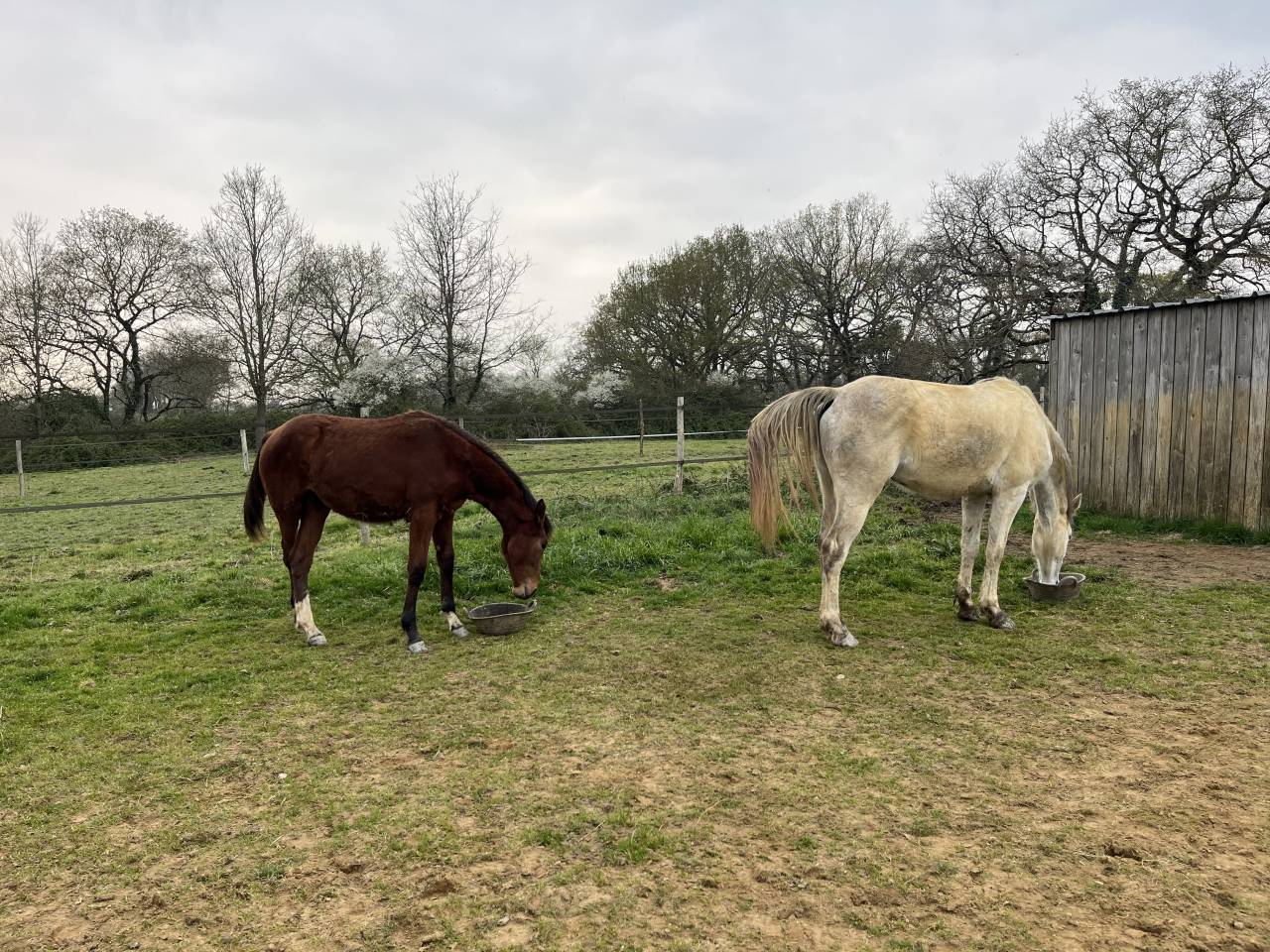 Yegua Zangersheide En venta 2024 Bayo por ALLROAD 2000 Z