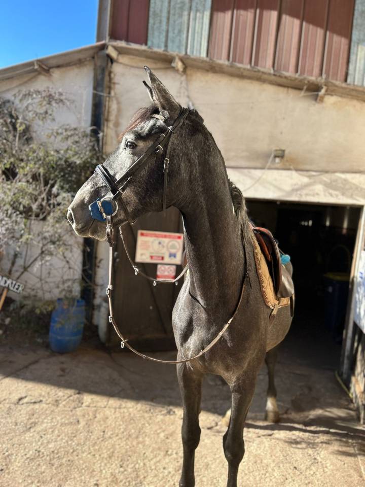 Caballo castrado Zangersheide En venta 2021 Tordo por CARTANI