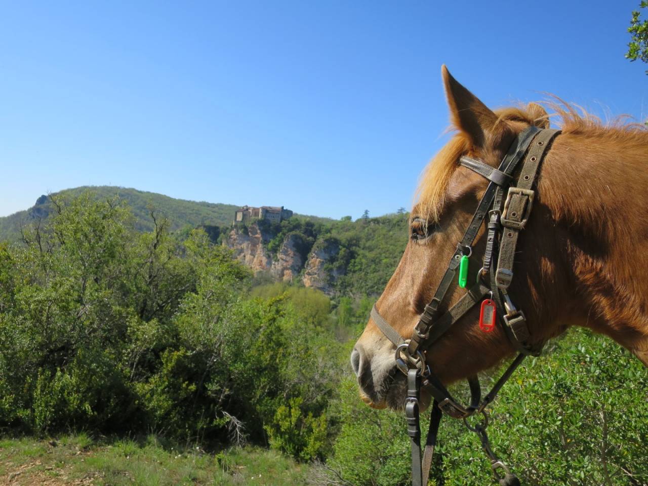 Propiedad ecuestre En venta Tarn y Garona