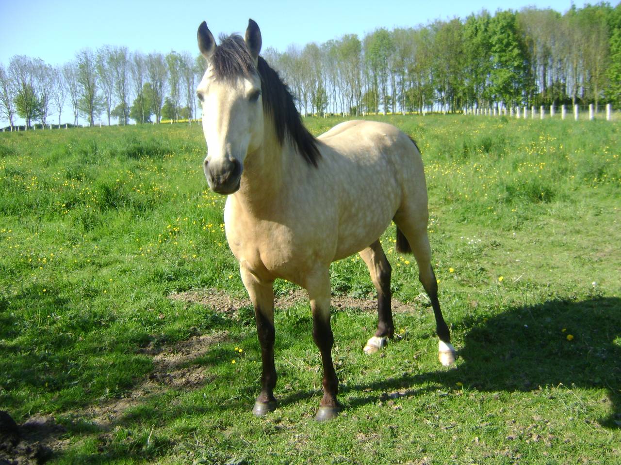 BOUNTY - Origen No Constatado 2011