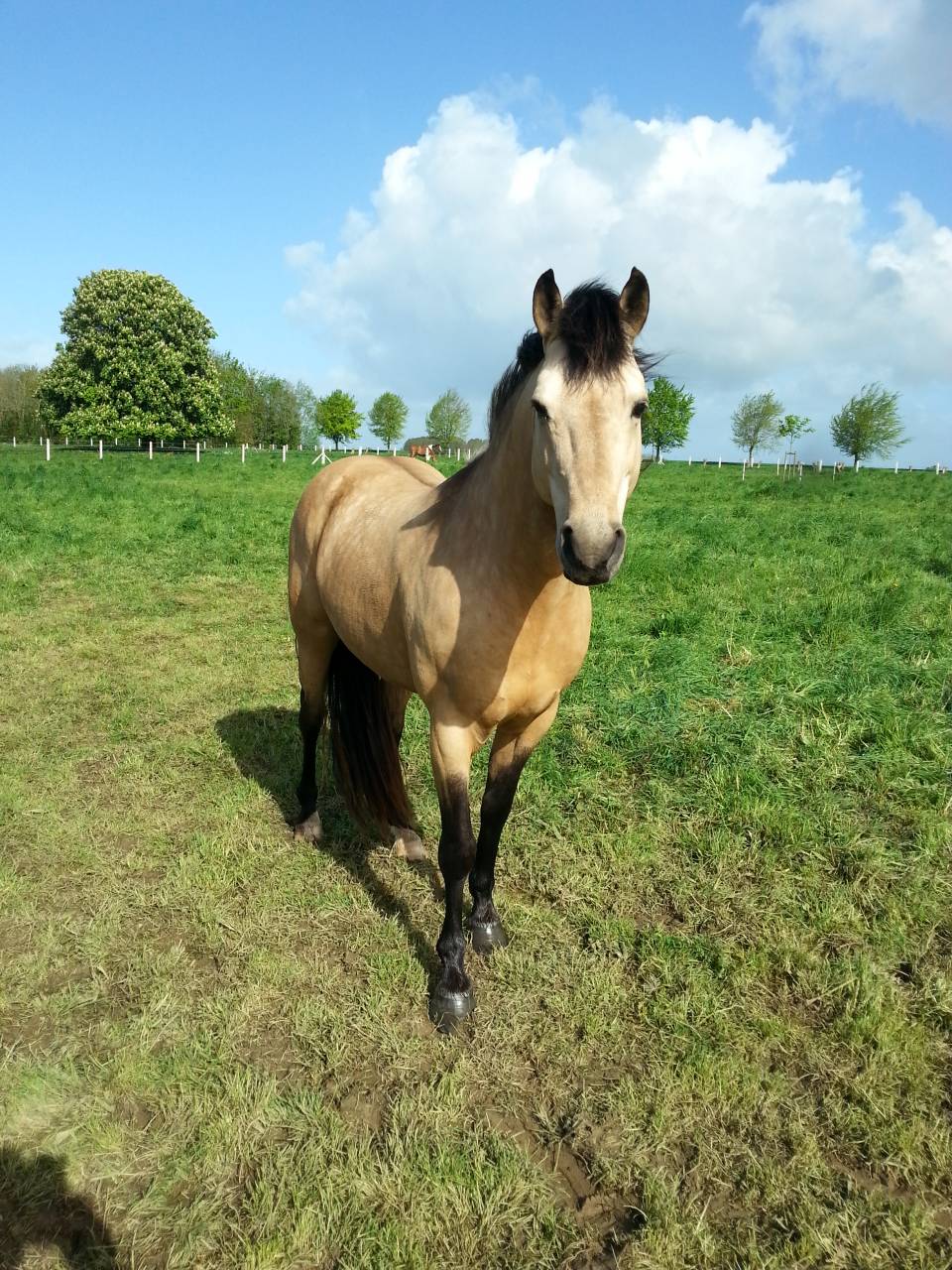 BOUNTY - Origen No Constatado 2011