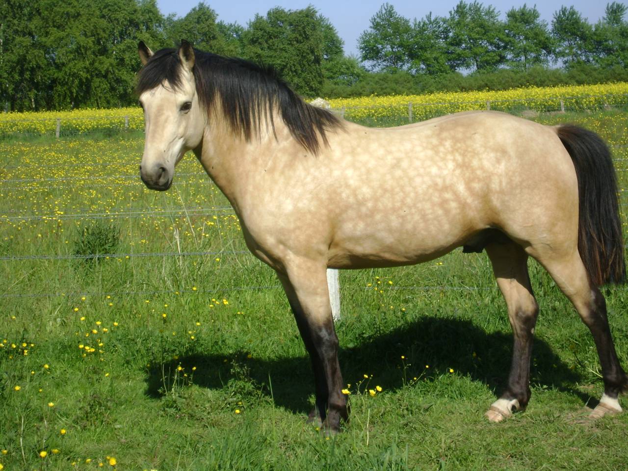 BOUNTY - Origen No Constatado 2011