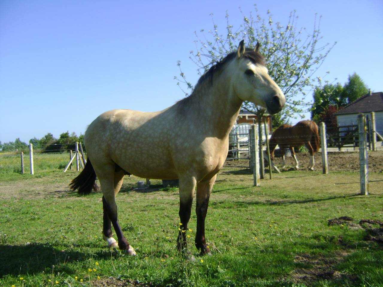 BOUNTY - Origen No Constatado 2011