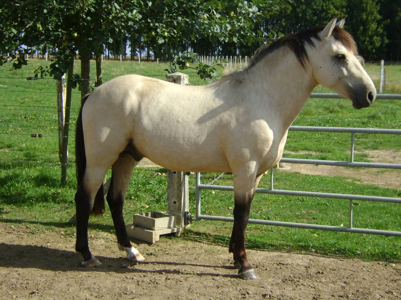 BOUNTY - Origen No Constatado 2011