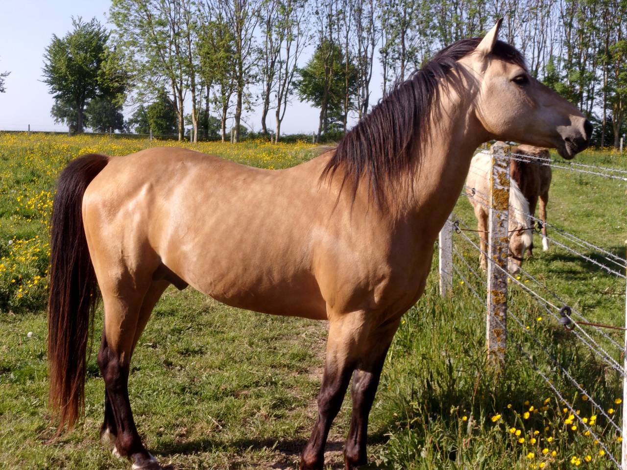 BOUNTY - Origen No Constatado 2011