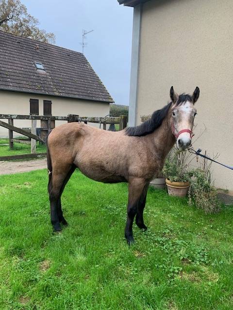 Potro Connemara En venta 2023 Isabelo por GALION DE MINUITE