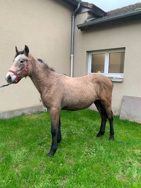 Potro Connemara En venta 2023 Isabelo por GALION DE MINUITE