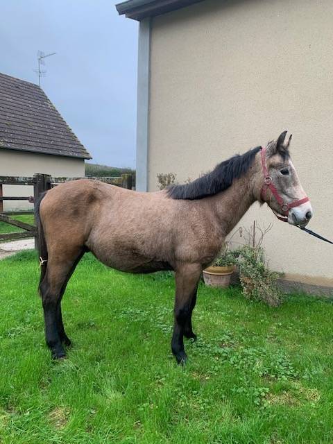 Potro Connemara En venta 2023 Isabelo por GALION DE MINUITE