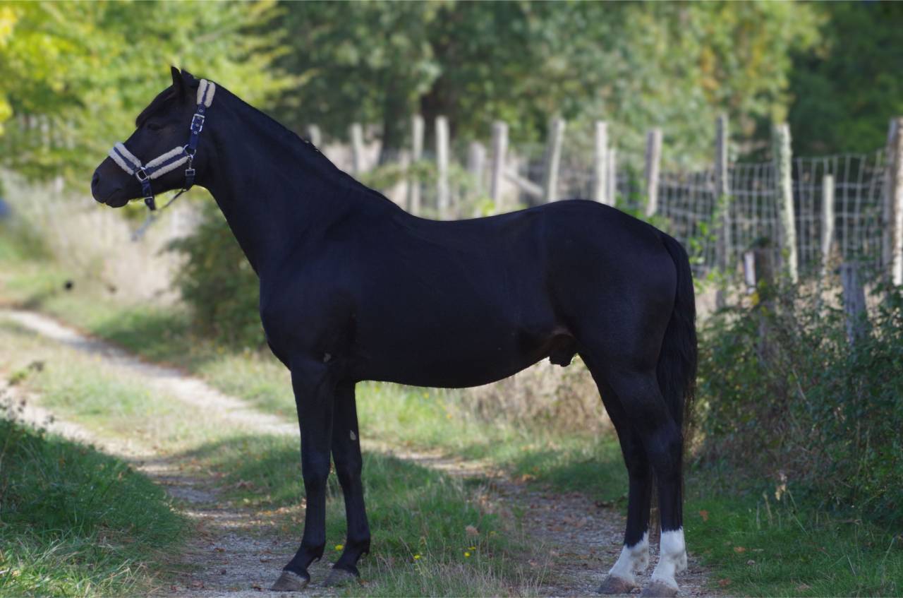 VOGNMANDGARDENS REMBRANDT - New Forest 2020 por OPBROEKS WICKLOW