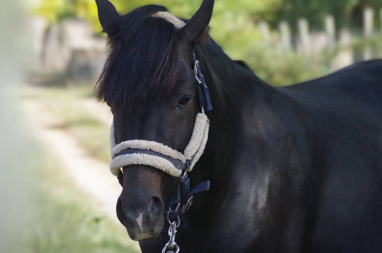 VOGNMANDGARDENS REMBRANDT - New Forest 2020 por OPBROEKS WICKLOW