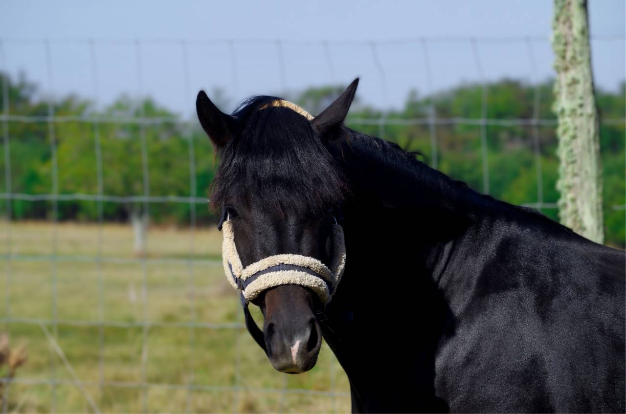 VOGNMANDGARDENS REMBRANDT - New Forest 2020 por OPBROEKS WICKLOW