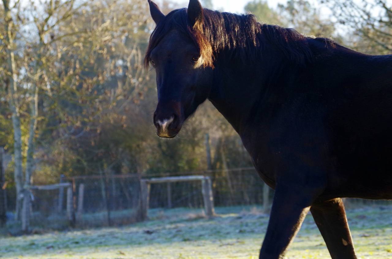 VOGNMANDGARDENS REMBRANDT - New Forest 2020 por OPBROEKS WICKLOW