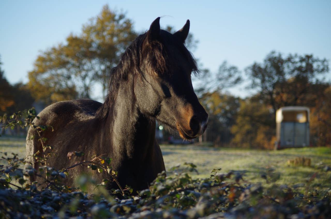 VOGNMANDGARDENS REMBRANDT - New Forest 2020 por OPBROEKS WICKLOW
