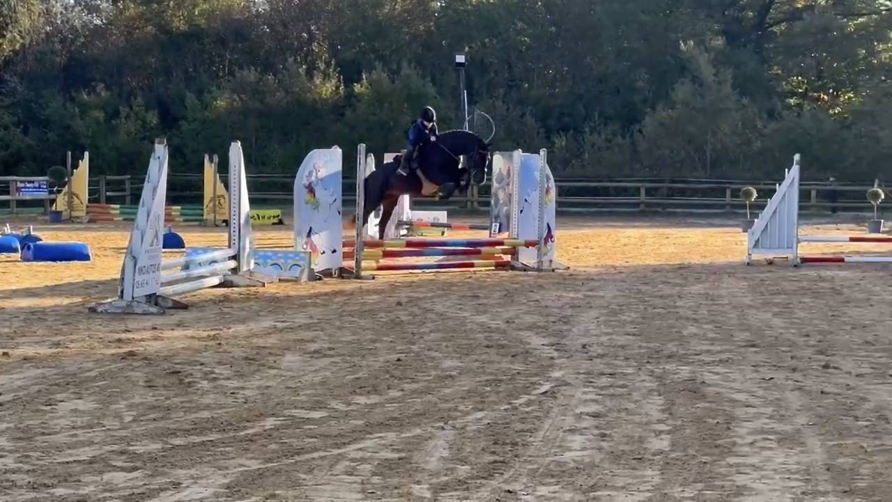 VOGNMANDGARDENS REMBRANDT - New Forest 2020 por OPBROEKS WICKLOW