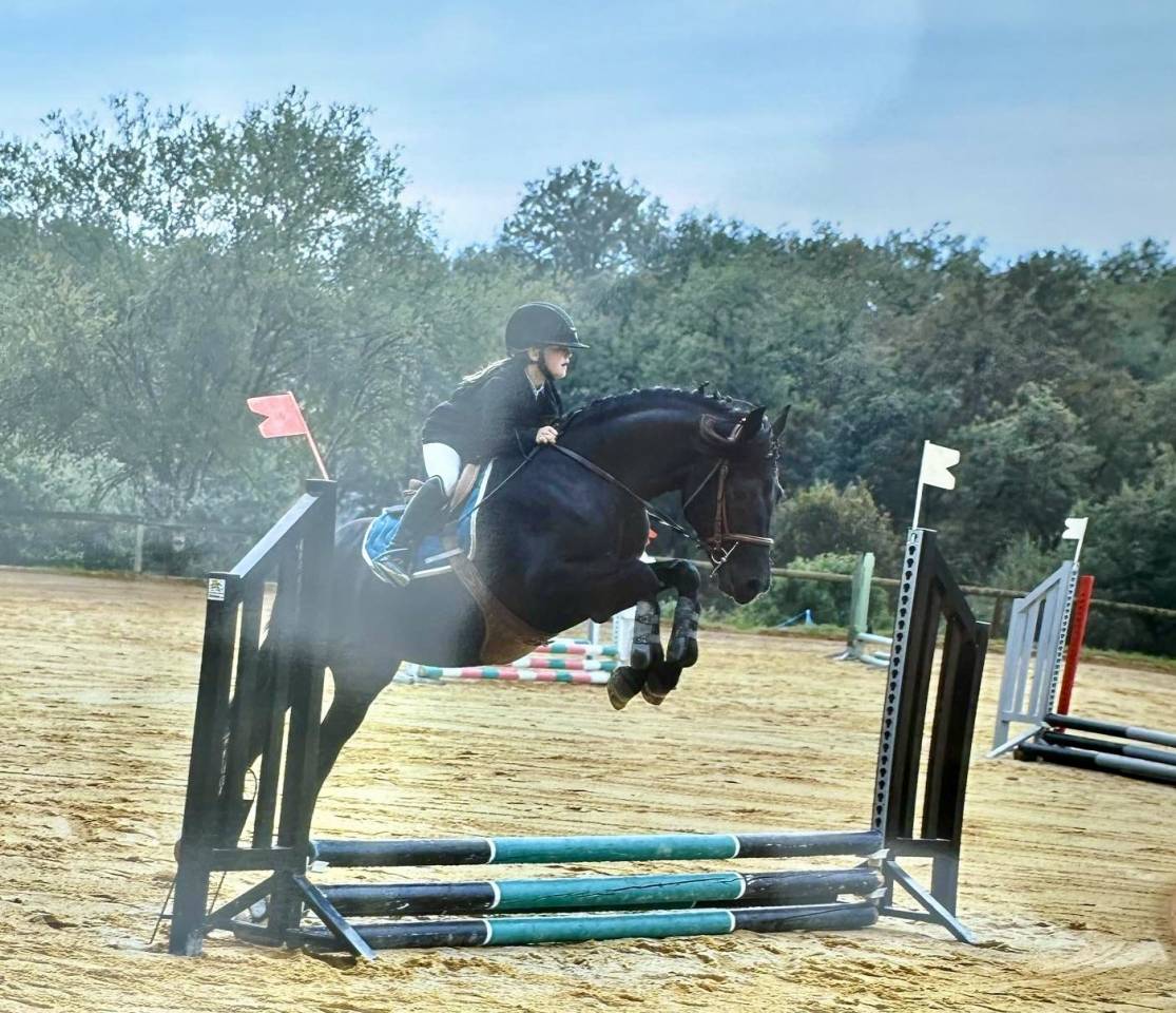 VOGNMANDGARDENS REMBRANDT - New Forest 2020 por OPBROEKS WICKLOW