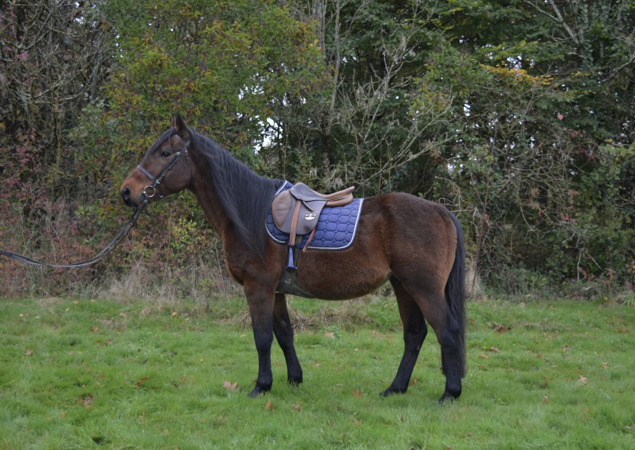 Caballo castrado Origen No Constatado En venta 2014 Bayo