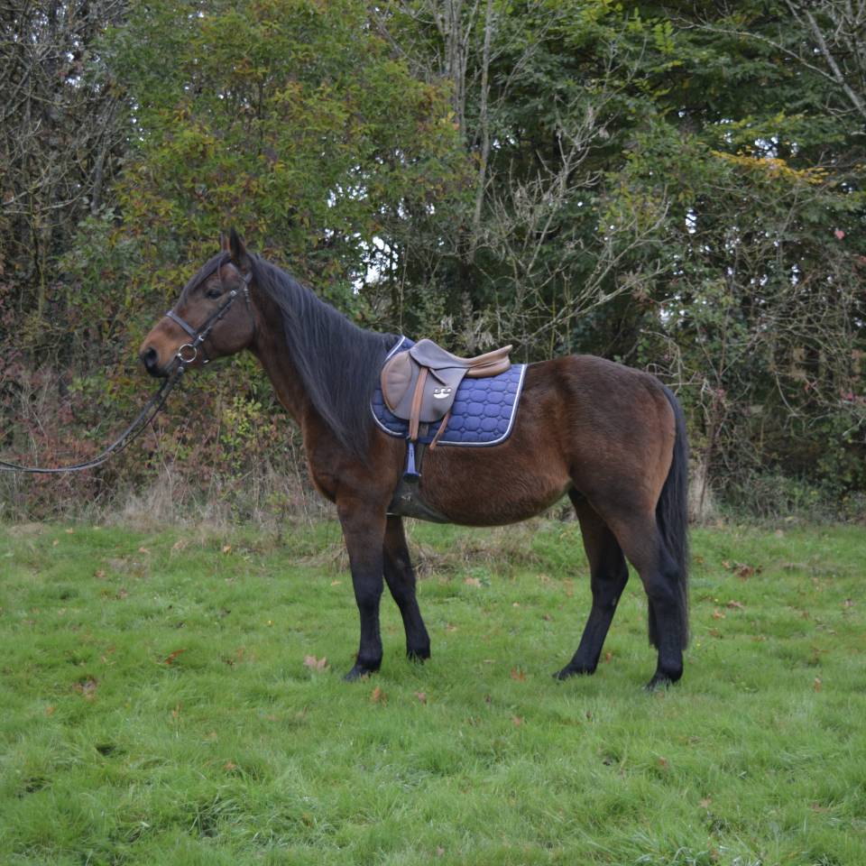 Caballo castrado Origen No Constatado En venta 2014 Bayo