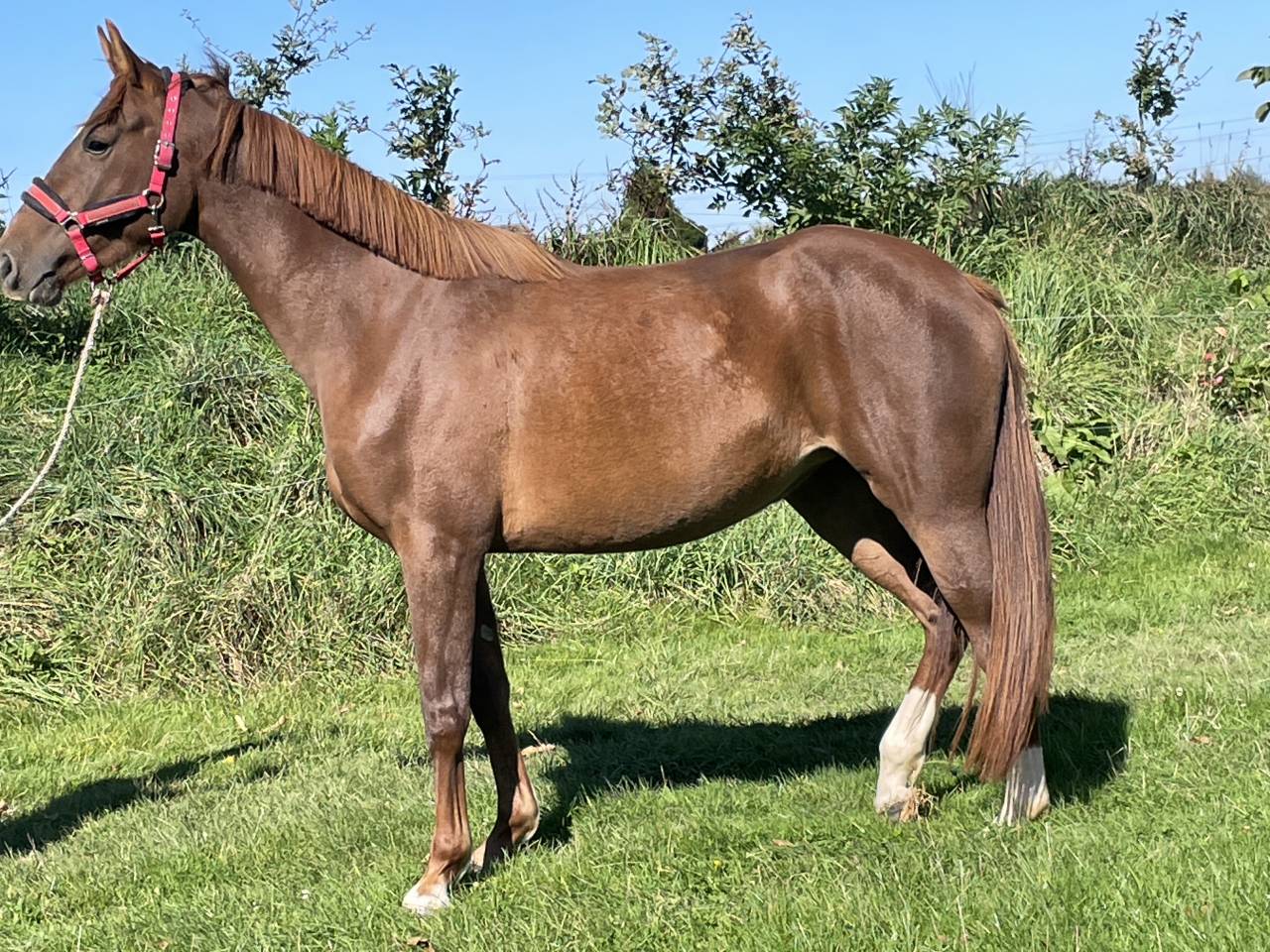 Yegua Silla Francés En venta 2021 Alazán por Havre d’Abbetot