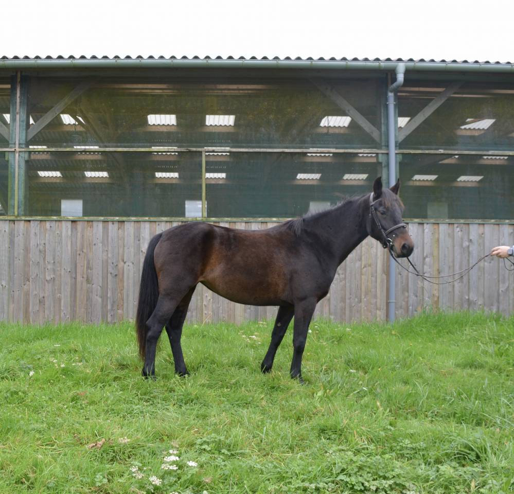 Yegua Connemara En venta 2020 Bayo por west mirah